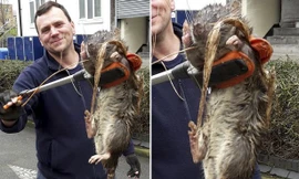 Chuột khổng lồ to như mèo tấn công thị trấn Thụy Điển