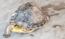 Mua rùa quý hiếm rồi phóng sinh