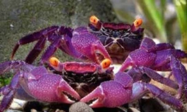 Cua ma cà rồng giá nửa triệu đồng