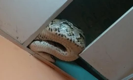 Hộ dân ở TPHCM tá hỏa phát hiện trăn gấm 'khủng' trốn trong nhà