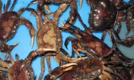 Không phát hiện lượng thuốc trừ sâu trong cua đồng