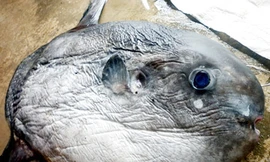 Ngư dân lại bắt được cá mặt trăng