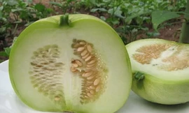 Dưa lê - Thực phẩm tốt cho mùa hè