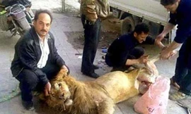 Vào sở thú xẻ thịt sư tử ăn chống đói?