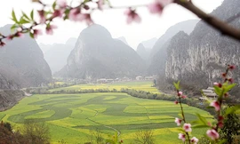 Xuất hiện 'rồng' trên cánh đồng rau cải