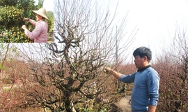 Tết đến gần, quất 'héo', đào 'tươi'