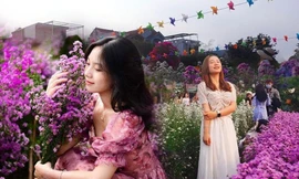 Teen Đà Nẵng, bạn đã check-in khu vườn "tím lịm tìm sim" giữa lòng thành phố chưa?