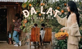 Mùa hồng chín “chill” hết nấc với cà phê Đà Lạt: Vừa săn ảnh thơ mộng vừa mải mê hái quả