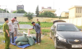 Ô tô 'xịn' chở nầm lợn thối về thủ đô làm đồ nhậu