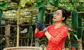 Cô nàng Gen Z bỏ phố về quê làm nông dân và nhận ra cái giá của sự bình yên 