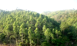 Rượt đánh, phá xe của nhân viên gác rừng