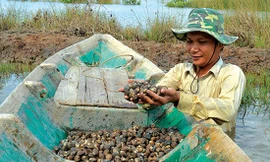 Hiệu quả từ mô hình nuôi sò huyết dưới tán rừng ở Kiên Giang 