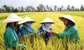 ThaiBinh Seed với 50 năm tự hào và đồng hành với người nông dân mới 