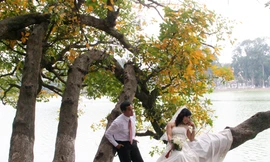 Lộc vừng Hồ Gươm 'cựa' mình thay sắc
