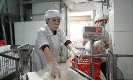 Doanh nghiệp sản xuất bún, mì… như “ngồi trên lửa” khi thiếu nguồn gạo chế biến, giá tăng cao (ảnh tại Công ty sản xuất bún Nguyễn Bính) ảnh: U.P 