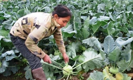 Người dân sản xuất nông nghiệp 