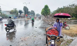 Những người đào mai rừng đứng bán giữa trời mưa ở Gia Lai 