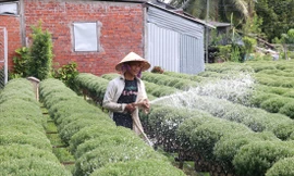 Lo ngại dịch COVID-19, người dân giảm sản lượng hoa Tết 