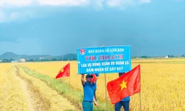 Cánh đồng lúa vàng ươm của tuổi trẻ xã Văn Sơn (huyện Đô Lương, Nghệ An) 