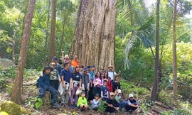 Du khách háo hức tham quan cây di sản