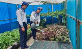 Chiến sỹ trẻ trên đảo Cô Lin chăm vườn rau xanh