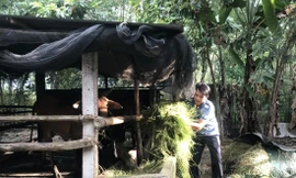 Ngoài công việc cạo mủ, anh Hiếu nuôi thêm bò, gà để tăng gia sản xuất