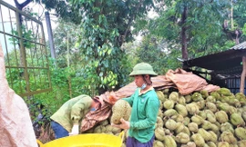 Nông dân thu hoạch sầu riêng
