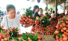 Hơn 2,6 triệu tấn trái cây sắp đến vụ thu hoạch 