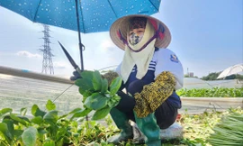 Nông dân thuê đất sản xuất nông nghiệp tại huyện Đan Phượng