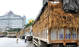 Theo quy định của Trung Quốc, nông sản xuất sang thị trường này không được bọc rơm nhưng nhiều doanh nghiệp hiện vẫn quen duy trì cách thức này. Ảnh: Đức Giang