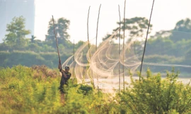 Giăng lưới mờ để bắt chim nước tại vùng đầm, ao hồ và bãi bồi ven sông tại xã Thuý Lĩnh, Hoàng Mai Ảnh: CCD 