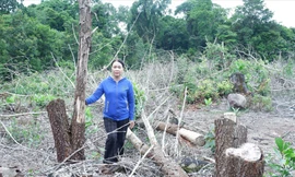 Hơn 10ha keo trồng của người dân thuộc huyện Đông Giang (Quảng Nam) đã bị lực lượng chức năng chặt bỏ Ảnh: Nguyễn Thành 