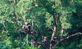 Voọc chà vá chân nâu tại Khe Nước Trong thuộc bộ ảnh của Trung tâm Bảo tồn thiên nhiên Việt 