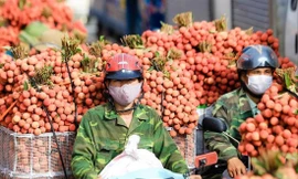 Quả vải là loại nông sản có tiềm năng xuất khẩu lớn đang vào vụ thu hoạch 