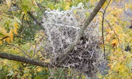 Chim ác là lấy dây thép gai xây tổ