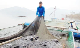 Anh Mão bên lồng cá giữa lòng hồ