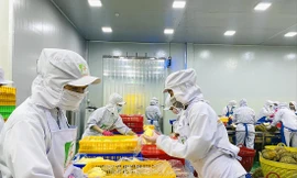 Sầu riêng đông lạnh xuất khẩu có thể đạt 400-500 triệu USD trong năm nay 