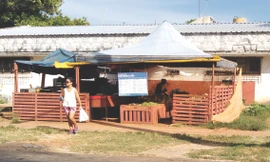 Nhớ Rau Việt ở Cuba