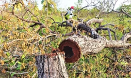 Phá gần 400ha rừng... không nhằm lấy gỗ?