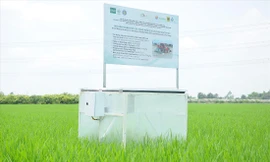 Mô hình canh tác lúa giảm phát thải tại quận Thốt Nốt, TP Cần ThơẢNH: CẢNH KỲ