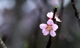 Đào rừng xuống phố 'hút' khách