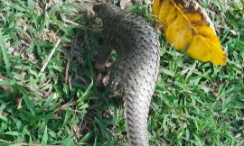 Cà Mau: Phát hiện cá thể tê tê Java gần 3kg nằm trên đường