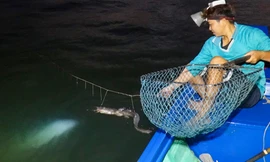 Nghề câu không cần mồi kiếm tiền triệu ở Cà Mau