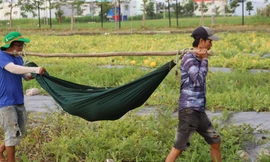 Nông dân Cà Mau dùng võng gánh dưa hấu 'khủng' bán Tết