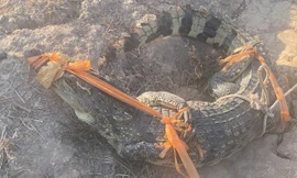 Bắt cá sấu dài 1,6m 'đi lạc' vào nhà dân