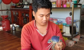 Bắt được cua có màu độc lạ