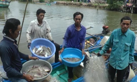 Người dân 'vùng đất cuối trời' săn cá vồ chó, thu tiền triệu mỗi ngày