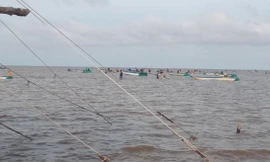 Ồ ạt khai thác nghêu giống trái phép ở Vườn quốc gia Mũi Cà Mau