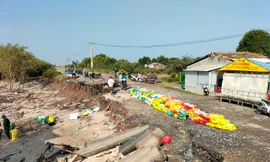 Sạt lở nghiêm trọng đê biển Đông, đe dọa nhiều nhà dân ở miền Tây