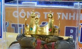 Tìm ra cua Cà Mau lớn nhất với trọng lượng 'khủng'